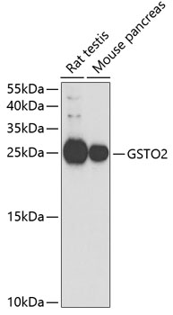 Western blot - GSTO2 Polyclonal Antibody 