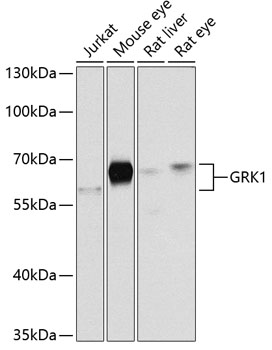 Western blot - GRK1 Polyclonal Antibody 
