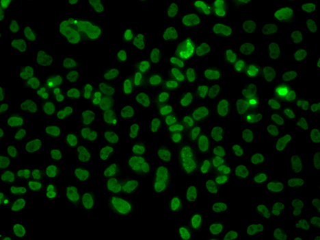 Immunofluorescence - PLCXD2 Polyclonal Antibody 