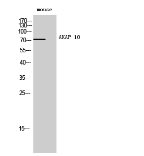 Fig1:; Western Blot analysis of mouse cells using AKAP 10 Polyclonal Antibody