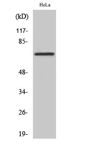 Fig1:; Western Blot analysis of various cells using DDX55 Polyclonal Antibody diluted at 1: 500