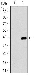 Western blot analysis using DNAL4 mAb against HEK293 (1) and DNAL4 (AA: 1-105)-hIgGFc transfected HEK293 (2) cell lysate.