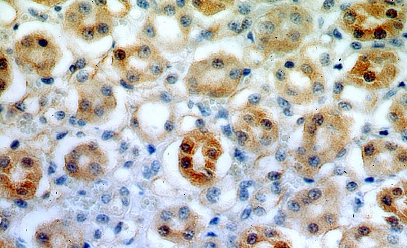 Immunohistochemical of paraffin-embedded human kidney using Catalog No:110511(FAM96B antibody) at dilution of 1:100 (under 40x lens)