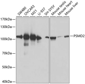 Western blot - PSMD2 Polyclonal Antibody 