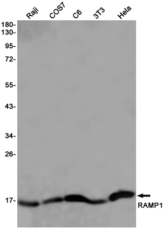 Western blot detection of RAMP1 in Raji,COS7,C6,3T3,Hela cell lysates using RAMP1 Rabbit pAb(1:1000 diluted).Predicted band size:17KDa.Observed band size:17KDa.