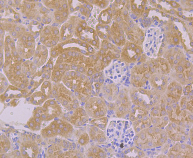Fig5: Immunohistochemical analysis of paraffin-embedded mouse kidney tissue using anti-TMEM2 antibody. Counter stained with hematoxylin.