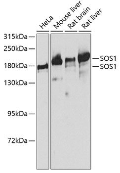 Western blot - SOS1 Polyclonal Antibody 