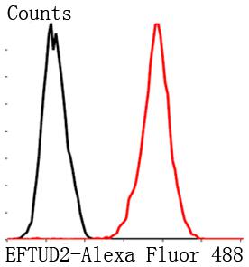Fig8: Flow cytometric analysis of MCF-7 cells with EFTUD2 antibody at 1/100 dilution (red) compared with an unlabelled control (cells without ncubation with primary antibody; black). Goat anti mouse IgG (FITC) was used as the secondary antibody.