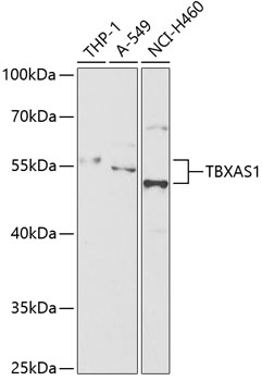 Western blot - TBXAS1 Polyclonal Antibody 