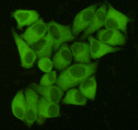Immunocytochemistry staining of Hela cells fixed with 4% Paraformaldehyde and using anti-Fatty Acid Synthase mouse mAb (dilution 1:200).