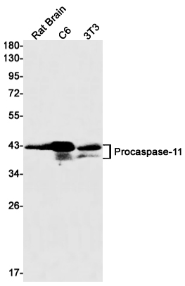 Western blot detection of Caspase-11 in C6,3T3,Hela cell lysates using Caspase-11 Rabbit mAb(1:1000 diluted).Predicted band size:43kDa.Observed band size: 43,38,25kDa.