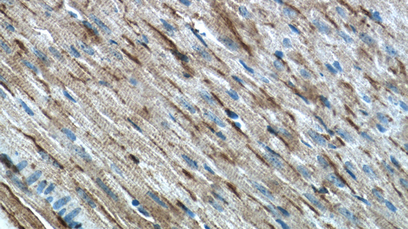 Immunohistochemistry of paraffin-embedded mouse heart tissue slide using Catalog No:113628(PD-L1/CD274 Antibody) at dilution of 1:50 (under 40x lens)