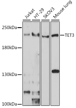 Western blot - TET3 Polyclonal Antibody 