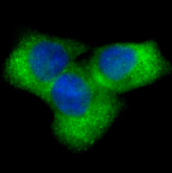 Immunofluorescent analysis of HeLa cells, using Notch1 Antibody .