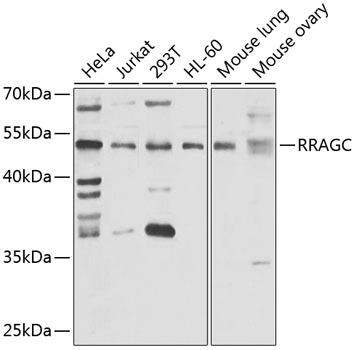 Western blot - RRAGC Polyclonal Antibody 