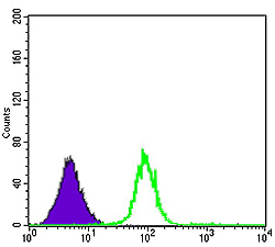 Flow cytometric analysis of K562 cells using CDK5 mouse mAb (green) and negative control (purple).