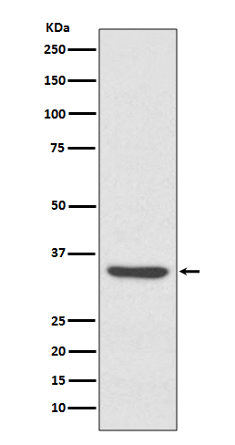 Western blot analysis of LYVE1 expression in A549 cell  lysate.