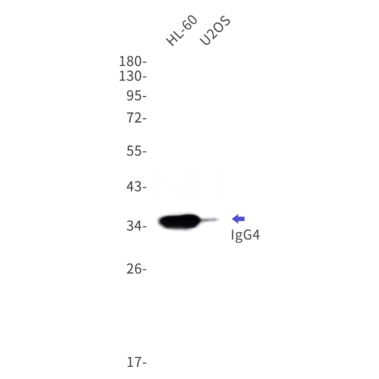 Western blot detection of IgG4 in HL-60,U2OS cell lysates using IgG4 Rabbit mAb(1:1000 diluted).Observed band size:36kDa.