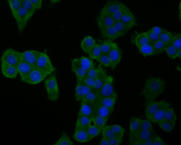 Fig3:; ICC staining of GM648 in PC-12 cells (green). Formalin fixed cells were permeabilized with 0.1% Triton X-100 in TBS for 10 minutes at room temperature and blocked with 1% Blocker BSA for 15 minutes at room temperature. Cells were probed with the primary antibody ( 1/200) for 1 hour at room temperature, washed with PBS. Alexa Fluor®488 Goat anti-Rabbit IgG was used as the secondary antibody at 1/1,000 dilution. The nuclear counter stain is DAPI (blue).