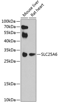 Western blot - SLC25A6 Polyclonal Antibody 