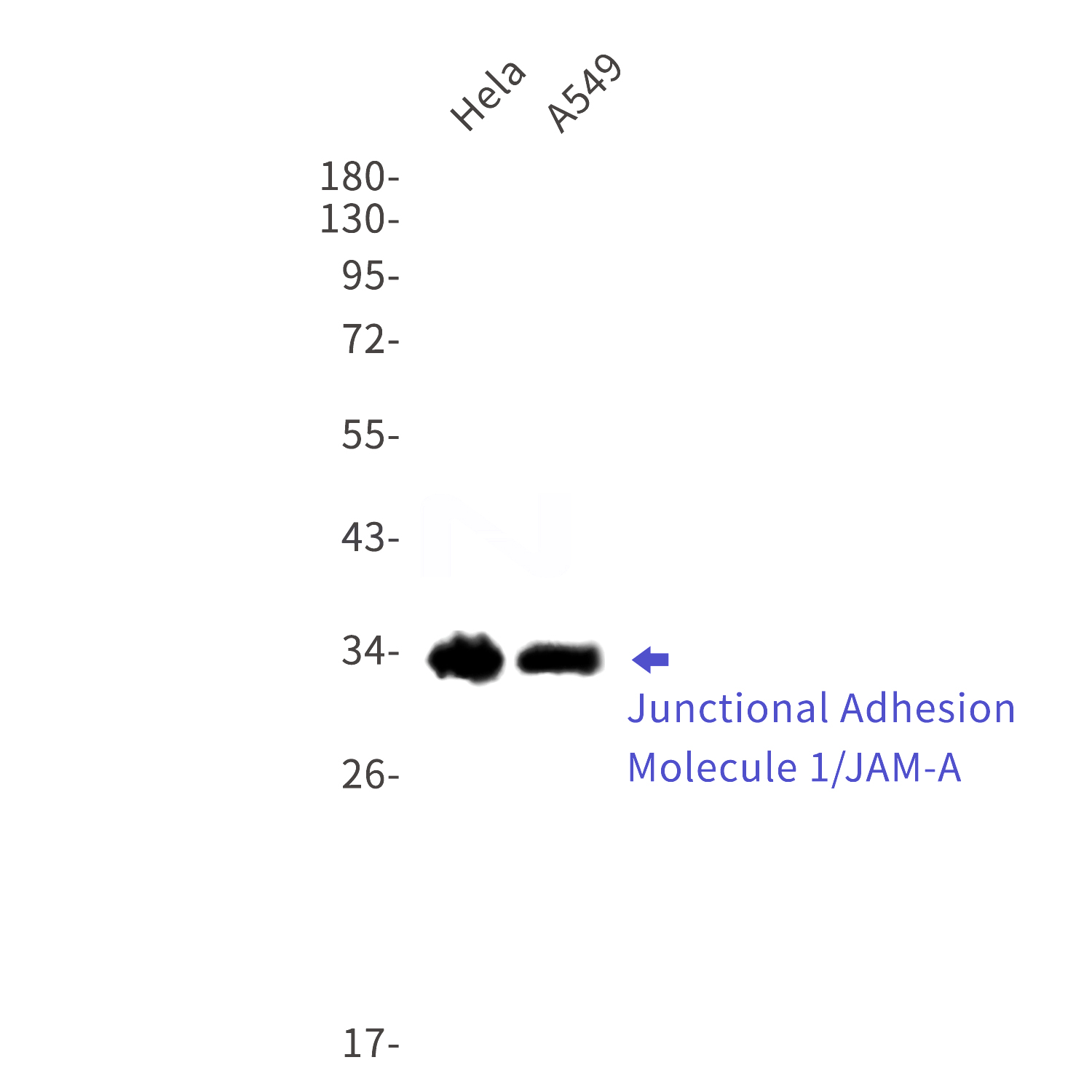 Western blot detection of Junctional Adhesion Molecule 1/JAM-A in Hela,A549 cell lysates using Junctional Adhesion Molecule 1/JAM-A Rabbit mAb(1:1000 diluted).Predicted band size:31kDa.Observed band size:31kDa.
