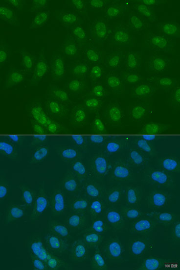 Immunofluorescence - LSM11 Polyclonal Antibody 