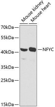 Western blot - NFYC Polyclonal Antibody 
