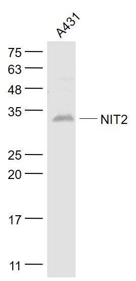 Fig3: Sample:; A431(Human) Cell Lysate at 30 ug; Primary: Anti- NIT2 at 1/1000 dilution; Secondary: IRDye800CW Goat Anti-Rabbit IgG at 1/20000 dilution; Predicted band size: 30 kD; Observed band size: 32 kD