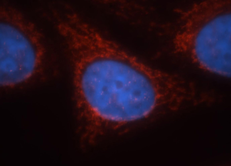 Immunofluorescent analysis of HepG2 cells, using GCOM1 antibody Catalog No:110913 at 1:25 dilution and Rhodamine-labeled goat anti-rabbit IgG (red). Blue pseudocolor = DAPI (fluorescent DNA dye).