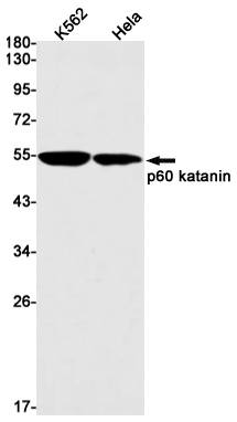 Western blot detection of p60 katanin in K562,Hela cell lysates using p60 katanin Rabbit mAb(1:1000 diluted).Predicted band size:56kDa.Observed band size:56kDa.