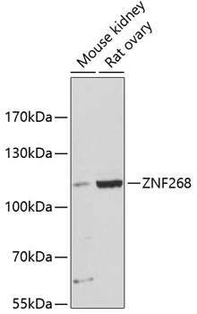 Western blot - ZNF268 Polyclonal Antibody 