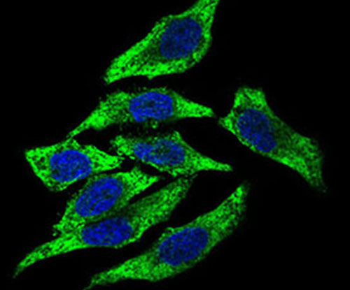 Fig4: ICC staining DCTN4 (green) in HepG2 cells. The nuclear counter stain is DAPI (blue). Cells were fixed in paraformaldehyde, permeabilised with 0.25% Triton X100/PBS.