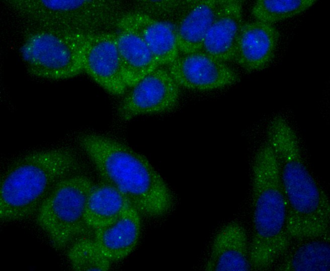 Fig2: ICC staining C12orf51 (green) in HepG2 cells. The nuclear counter stain is DAPI (blue). Cells were fixed in paraformaldehyde, permeabilised with 0.25% Triton X100/PBS.