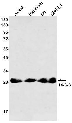 Western blot detection of 41701 in Jurkat,Rat Brain,C6,CHO-K1 cell lysates using 14-3-3 Rabbit mAb(1:500 diluted).Predicted band size:28kDa.Observed band size:27-29kDa.