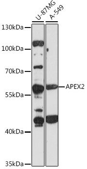 Western blot - APEX2 Polyclonal Antibody 