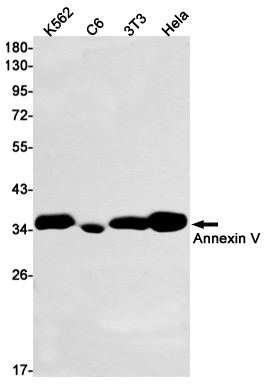 Western blot detection of Annexin V in K562,C6,3T3,Hela cell lysates using Annexin V Rabbit mAb(1:1000 diluted).Predicted band size:36kDa.Observed band size:36kDa.