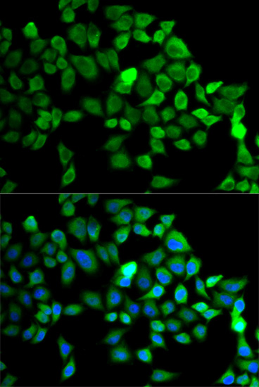 Immunofluorescence - CUL2 Polyclonal Antibody 