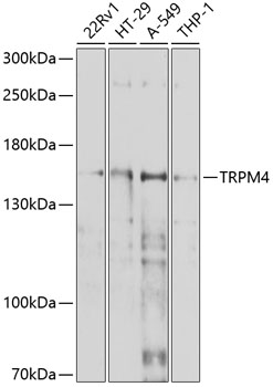 Western blot - TRPM4 Polyclonal Antibody 
