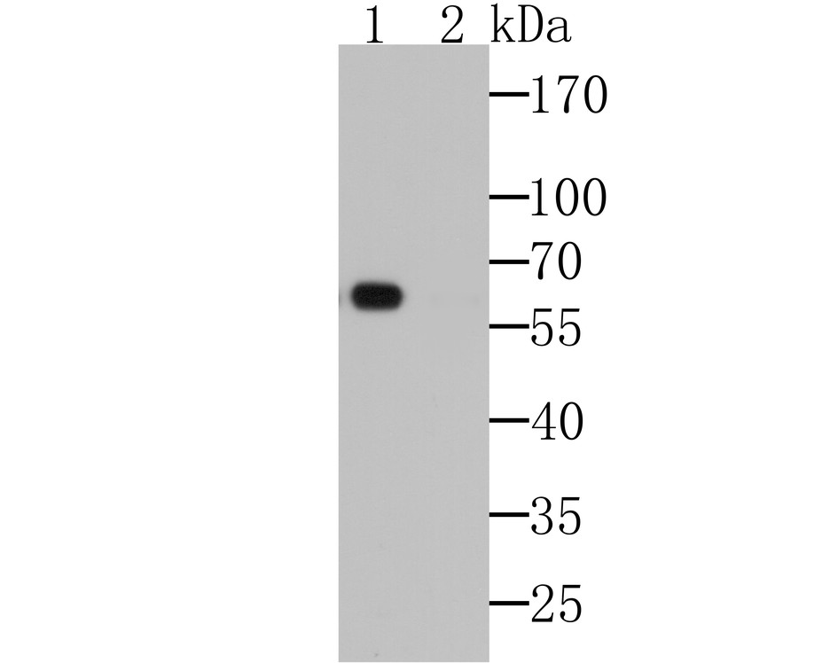Fig1: Western blot analysis of TGG2 on Arabidopsis thaliana lysates.; Positive control:; Lane 1: Anti-TGG2 antibody, 1/1,000 dilution.; Lane 2: Anti-TGG2 antibody, preincubated with the control peptide antigen.
