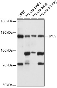Western blot - IPO9 Polyclonal Antibody 