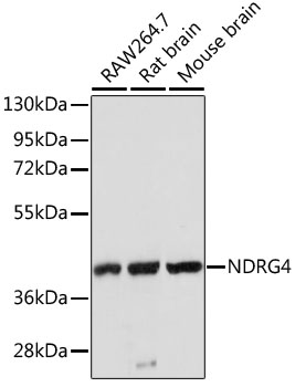 Western blot - NDRG4 Polyclonal Antibody 