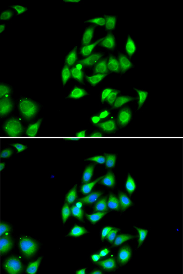 Immunofluorescence - NFS1 Polyclonal Antibody 