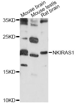 Western blot - NKIRAS1 Polyclonal Antibody 