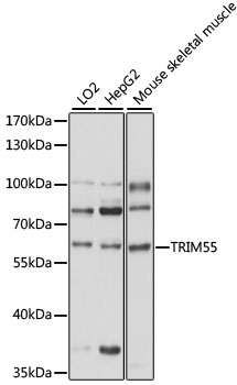 Western blot - TRIM55 Polyclonal Antibody 