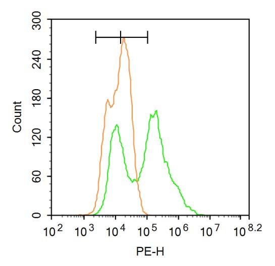 Fig4: Blank control:A549.; Primary Antibody (green line): Rabbit Anti-HNF1A antibody ; Dilution: 1μg /10^6 cells;; Isotype Control Antibody (orange line): Rabbit IgG .; Secondary Antibody : Goat anti-rabbit IgG-PE; Dilution: 3μg /test.; Protocol; The cells were fixed with 4% PFA (10min at room temperature)and then permeabilized with 90% ice-cold methanol for 20 min at-20℃. The cells were then incubated in 5% BSA to block non-specific protein-protein interactions for 30 min at at room temperature .Cells stained with Primary Antibody for 30 min at room temperature. The secondary antibody used for 40 min at room temperature. Acquisition of 20,000 events was performed.
