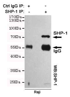 Immunoprecipitation analysis of Raji cell lysates using SHP-1 mouse mAb.
