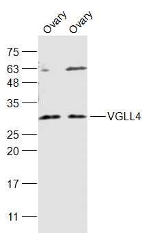 Fig1: Sample:; Ovary (Mouse) Lysate at 40 ug; Ovary (Rat) Lysate at 40 ug; Primary: Anti-VGLL4 at 1/1000 dilution; Secondary: IRDye800CW Goat Anti-Rabbit IgG at 1/20000 dilution; Predicted band size: 31 kD; Observed band size: 31 kD