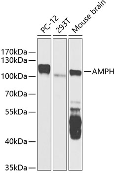 Western blot - AMPH Polyclonal Antibody 