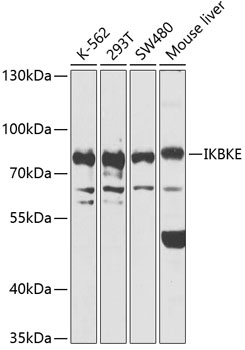 Western blot - IKBKE Polyclonal Antibody 
