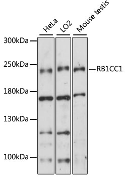 Western blot - RB1CC1 Polyclonal Antibody 